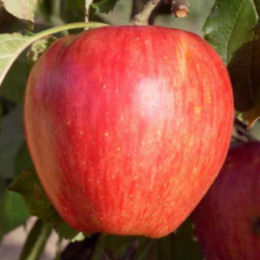 Malus pumila Calville Rouge d'Hiver